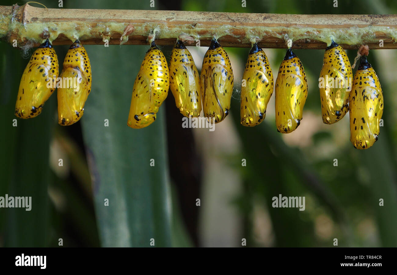 Butterfly chrysalis hanging from a twig in a butterfly house, until the metamorphasis is complete and the butterfly emerges. Stock Photo