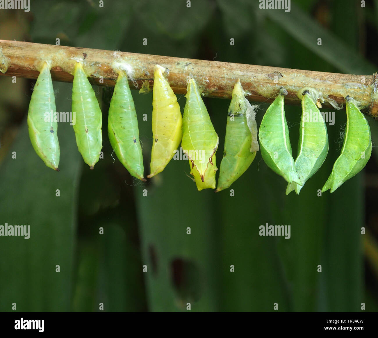 Chrysalis hanging hires stock photography and images Alamy