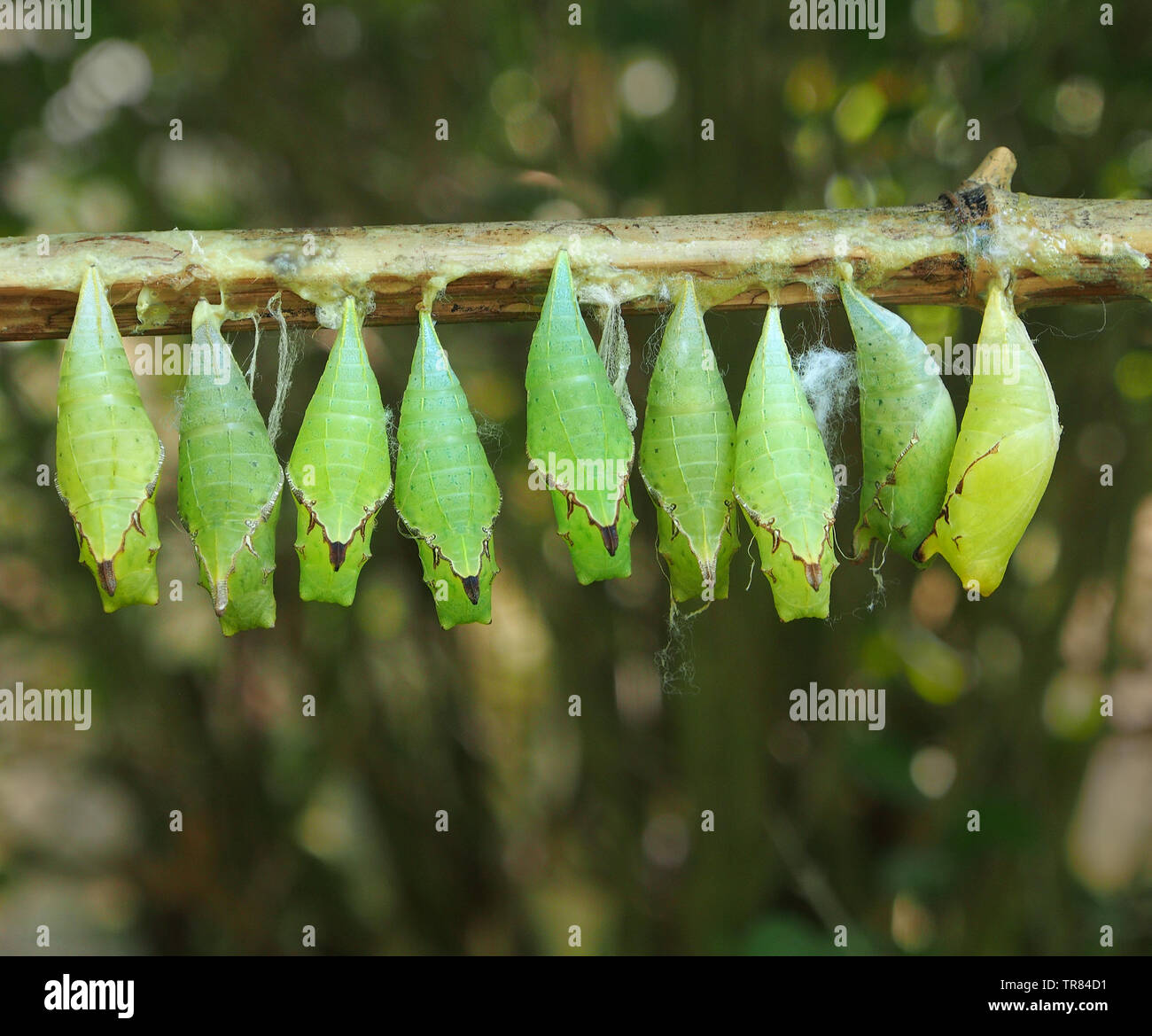 Butterfly chrysalis hanging from a twig in a butterfly house, until the metamorphasis is complete and the butterfly emerges. Stock Photo