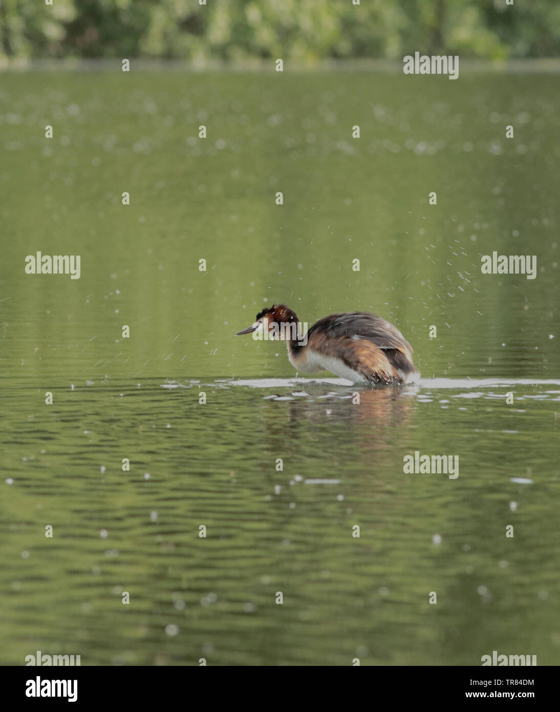 Great Crested Grebe shaking off water Stock Photo