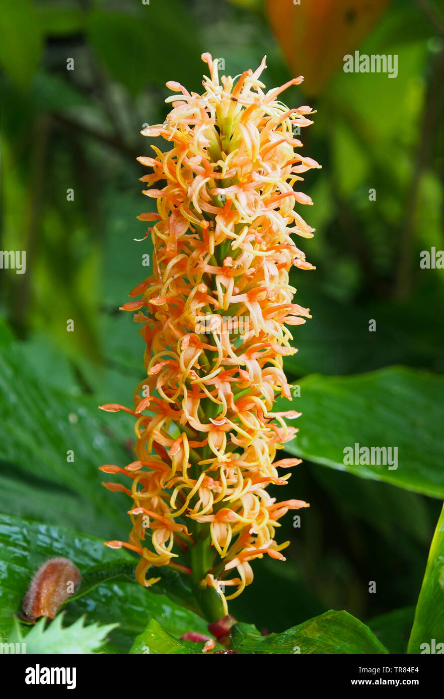 Large orange flower spikes of the  Hedychium Densiflorum 'Assam Orange' (Zingiberaceae) otherwise known as the ginger lily. Stock Photo