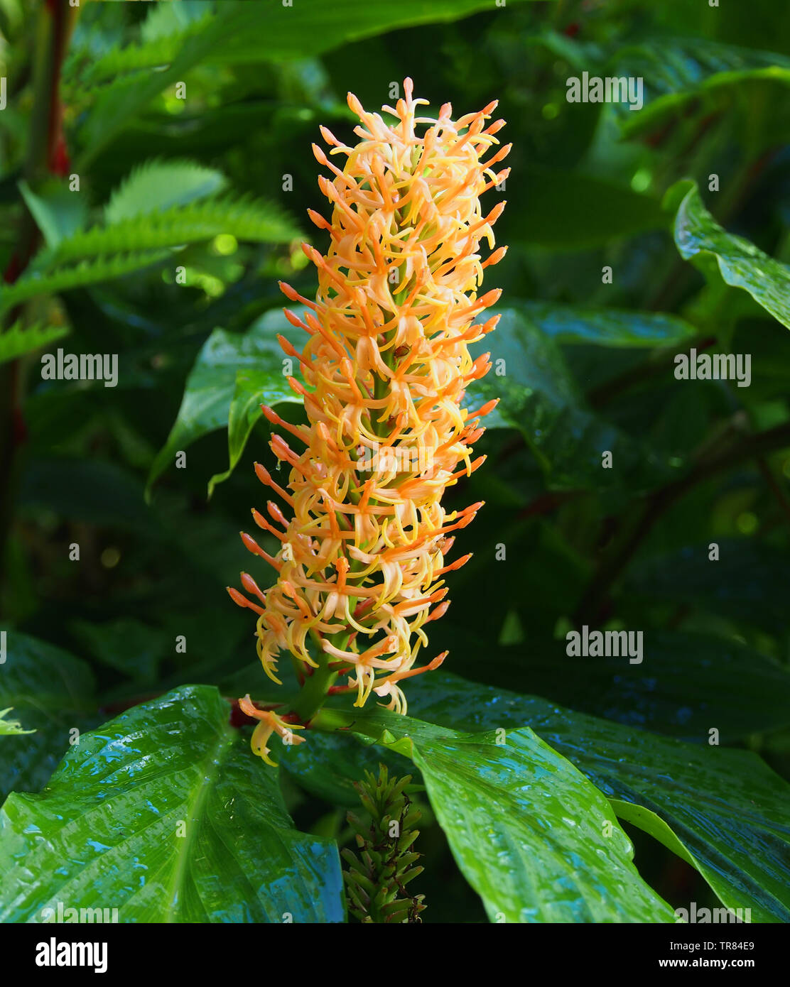 Large orange flower spikes of the  Hedychium Densiflorum 'Assam Orange' (Zingiberaceae) otherwise known as the ginger lily. Stock Photo