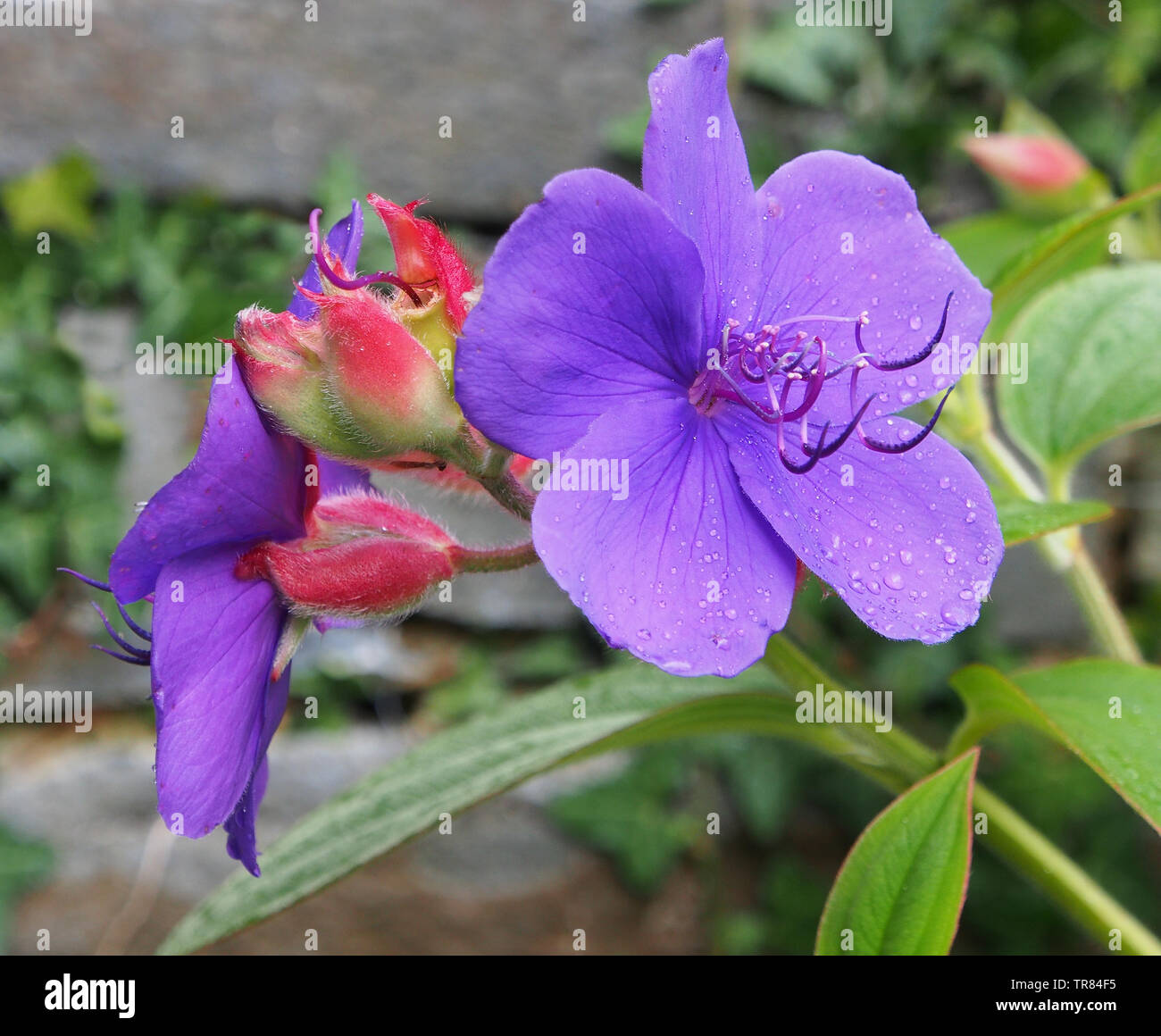 Purple flower and red buds of the Tibouchina Urvilleana (Melastomataceae). Also known as the 'glory bush' and other common names. Stock Photo