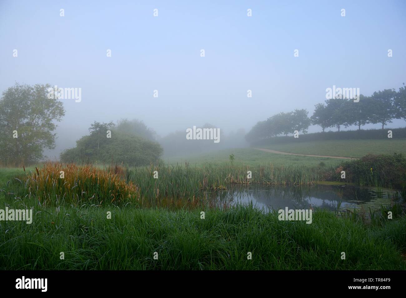 landscapes with water and misty mornings Stock Photo