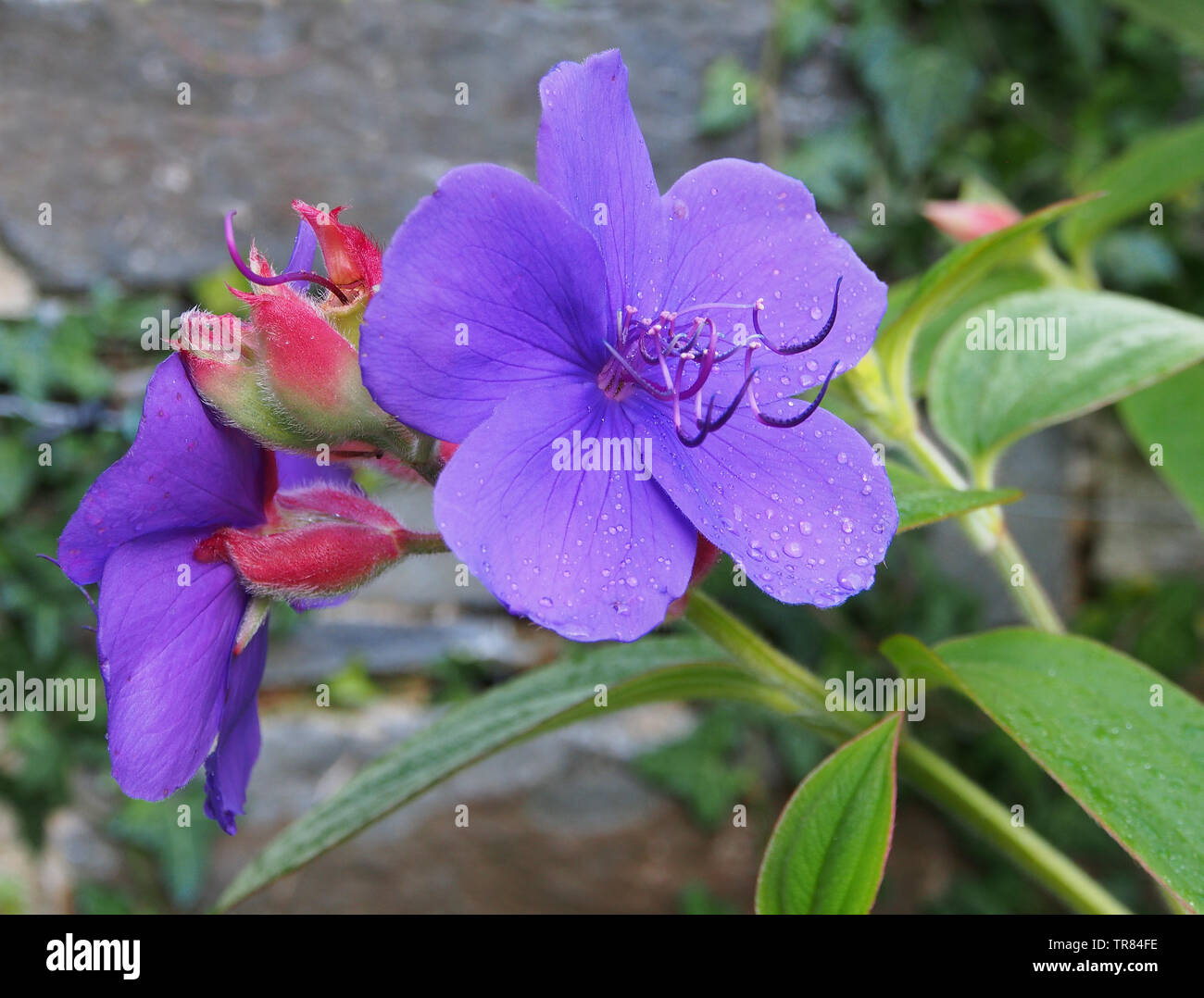 Purple flower and red buds of the Tibouchina Urvilleana (Melastomataceae). Also known as the 'glory bush' and other common names. Stock Photo