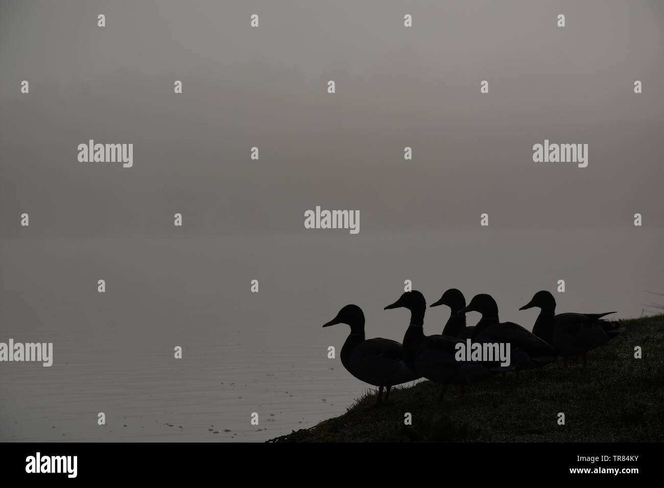 Silhouettes of ducks at a lake on a misty morning. Stock Photo