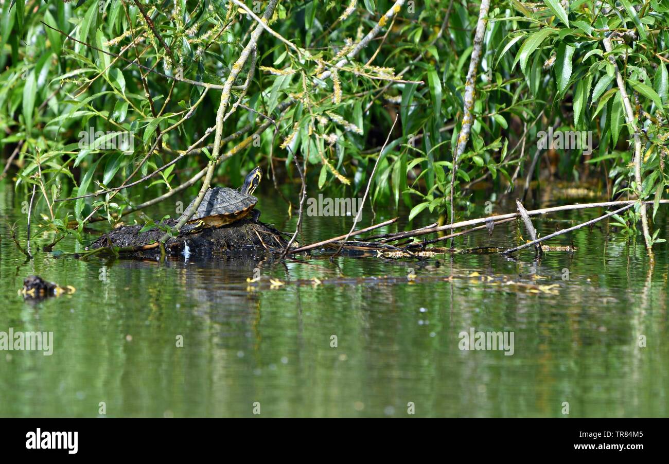 terrapin basking in the sunlight on the lake Stock Photo