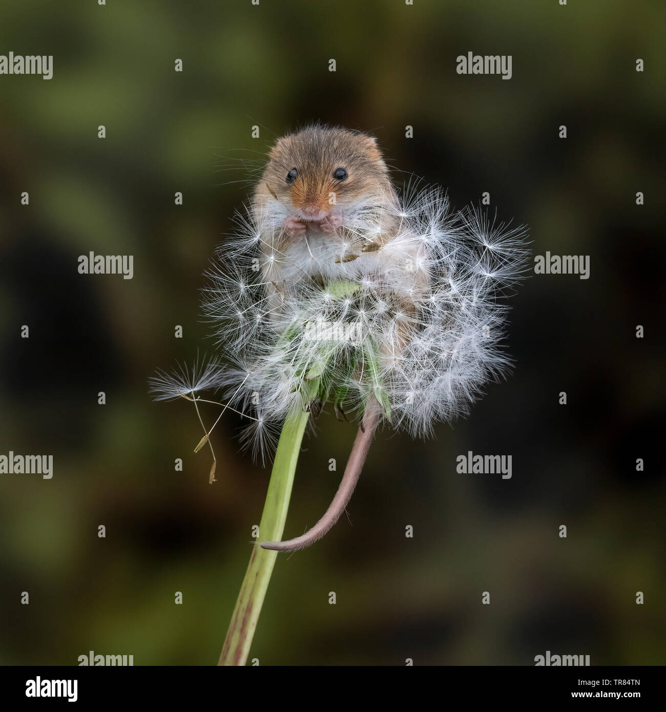 Harvest mouse dandelion hires stock photography and images Alamy