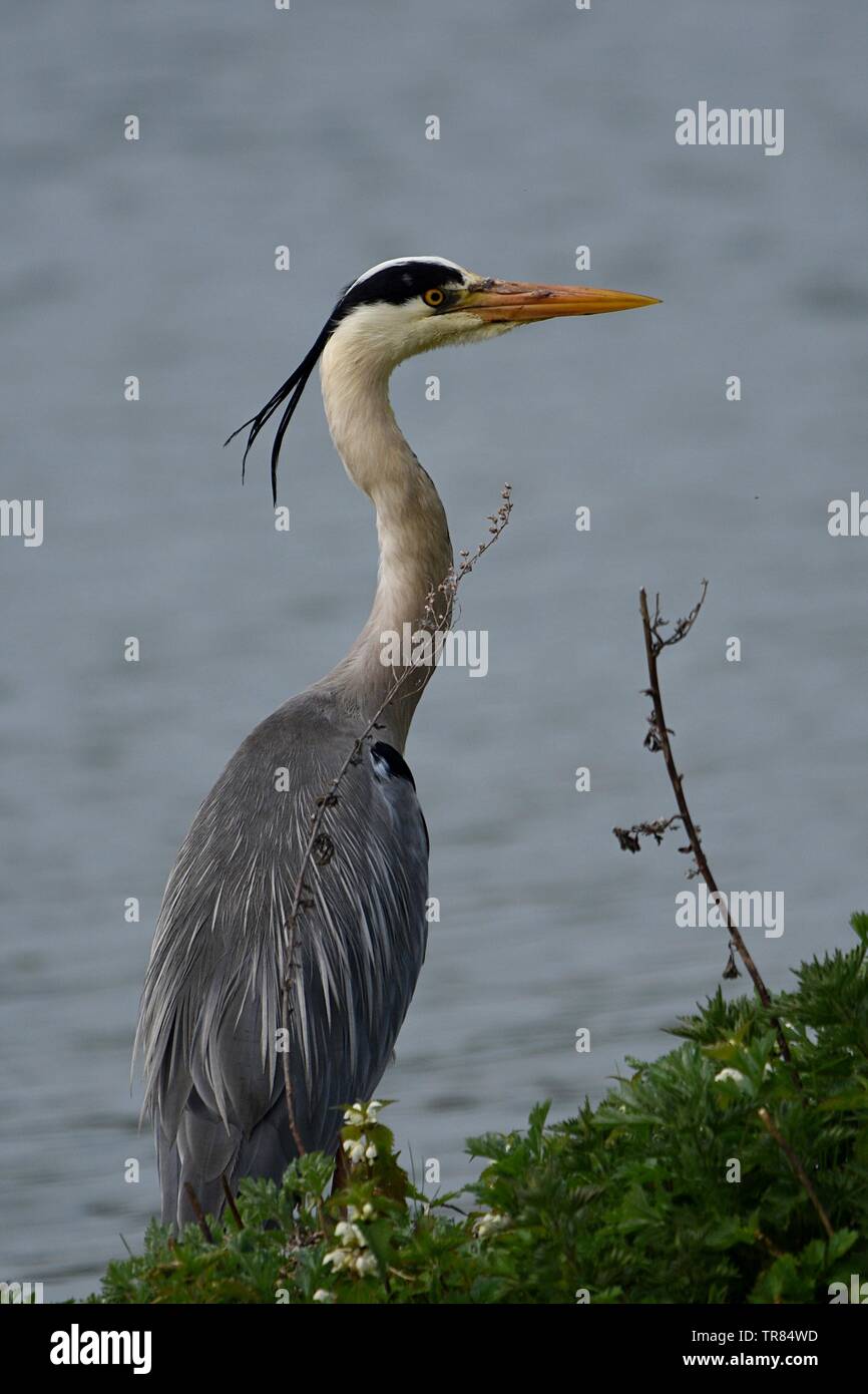 Heron at the waters edge Stock Photo