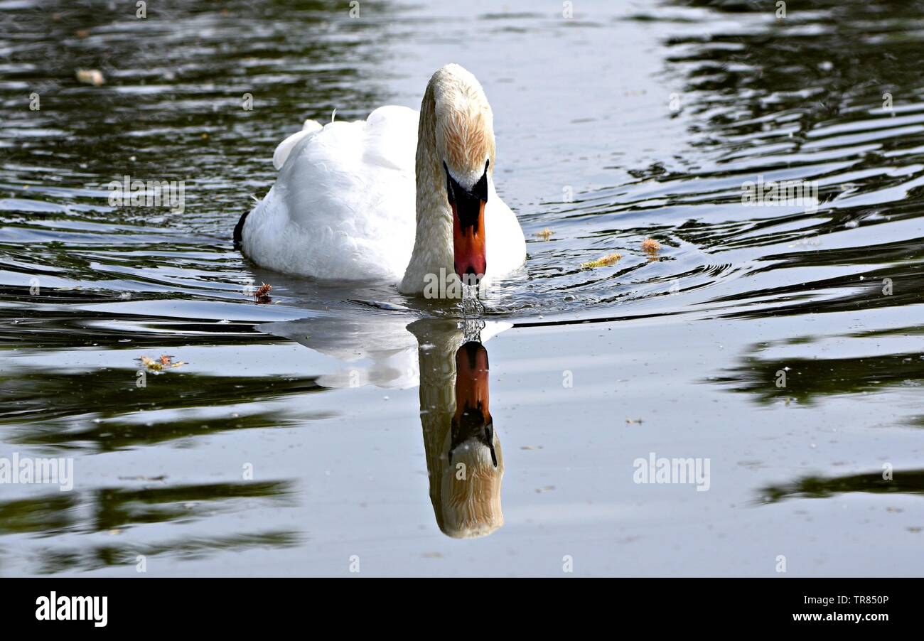 Swan reflecting in the still water Stock Photo