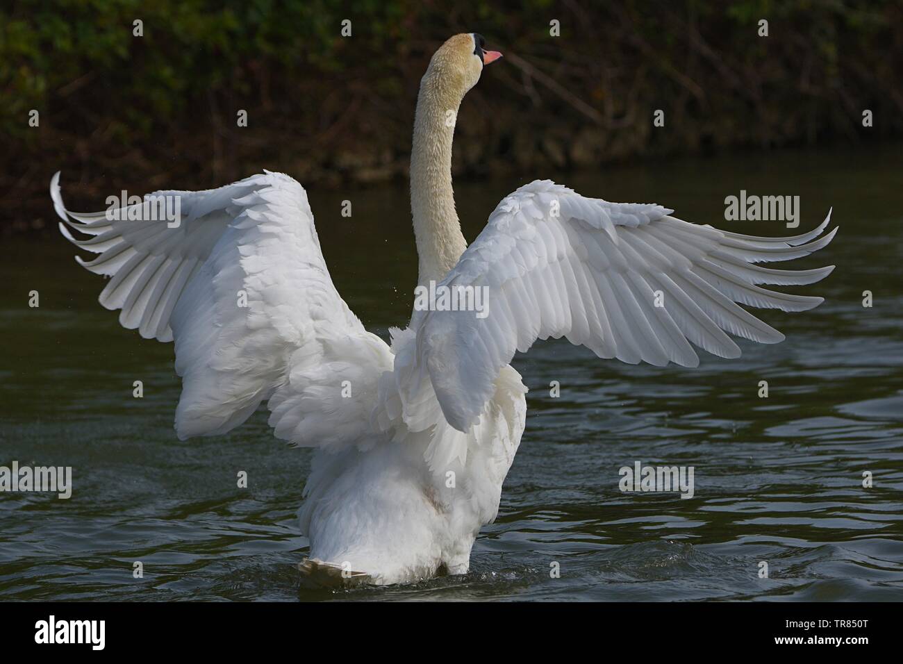 Swan with outstretched wings Stock Photo
