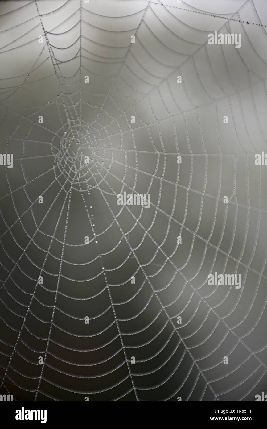 Spiders web glistening in the morning dew Stock Photo