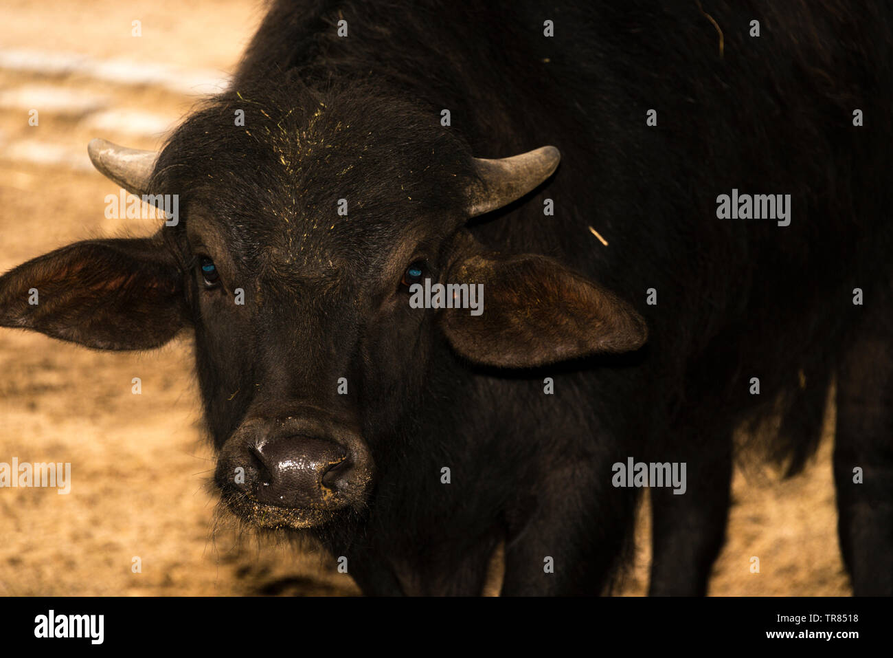 Domestic Water Buffalo High Resolution Stock Photography and Images Alamy