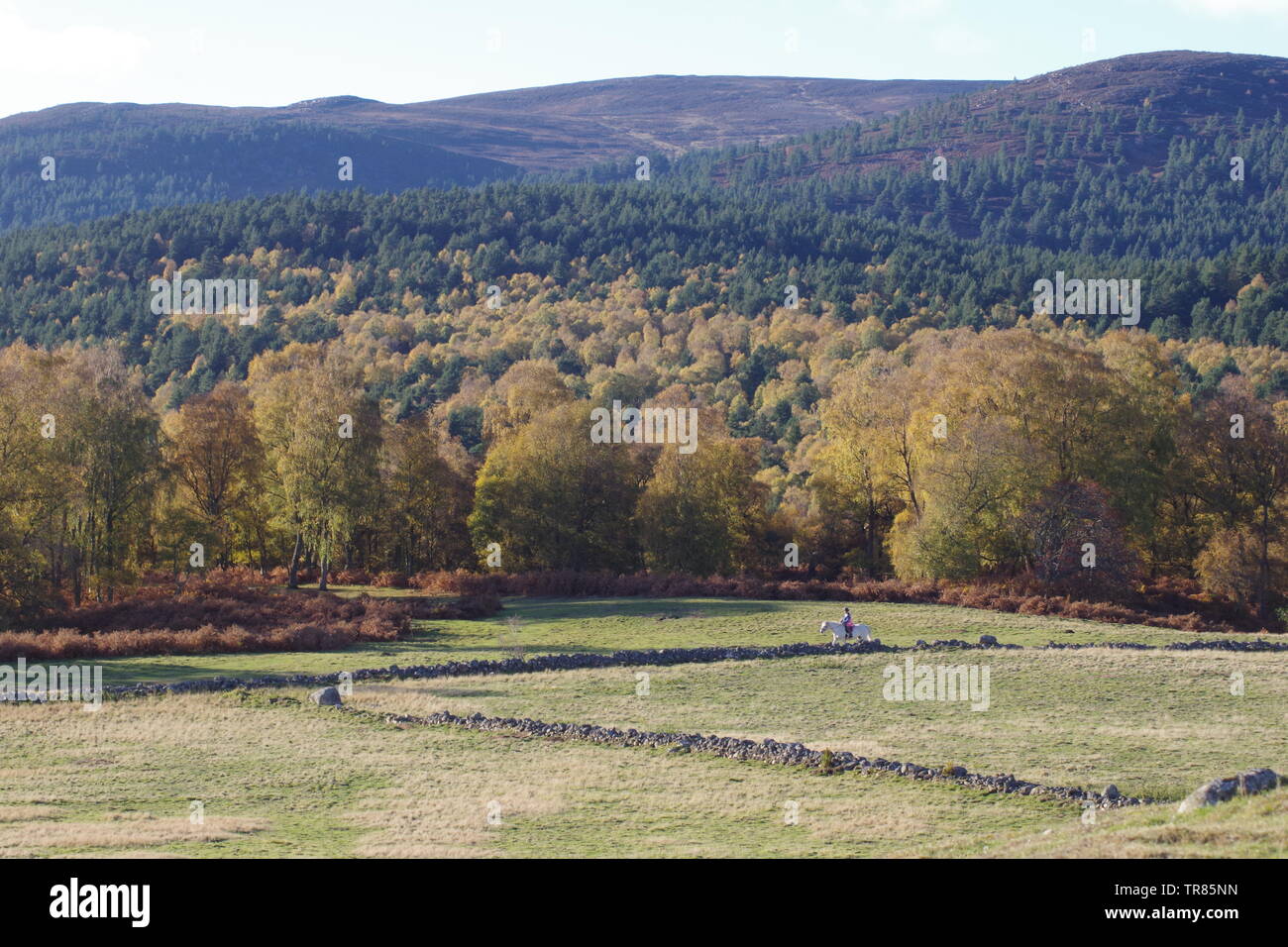 Horse Rider Riding a White Horse by Silver Birch Woodland on a Sunny  Autumn Day. Muir of Dinnet NNR, Cairngorms, Scotland, UK. Stock Photo