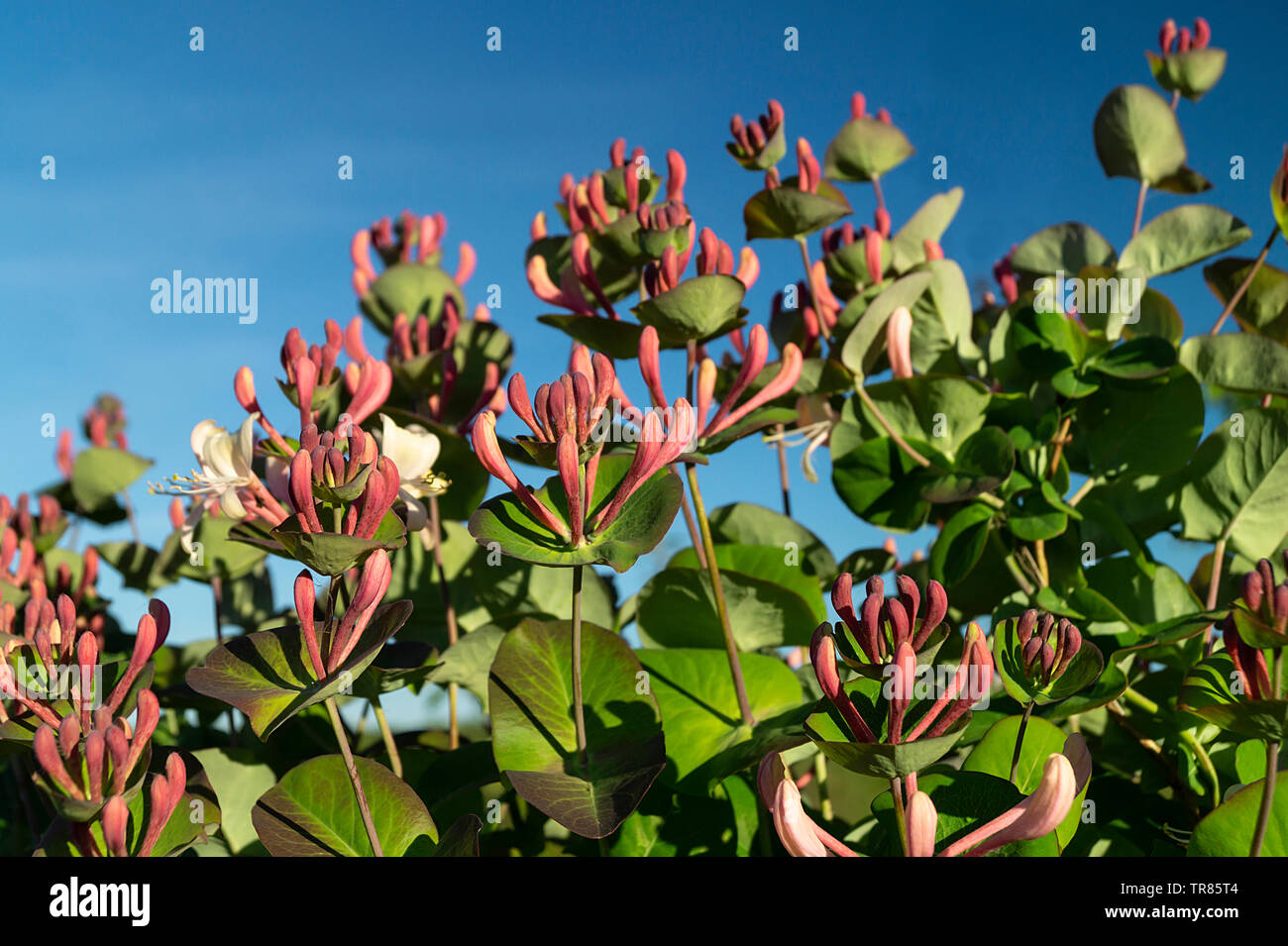 Honeysuckle blossom in garden by springtime on background blue sky at solar day Stock Photo