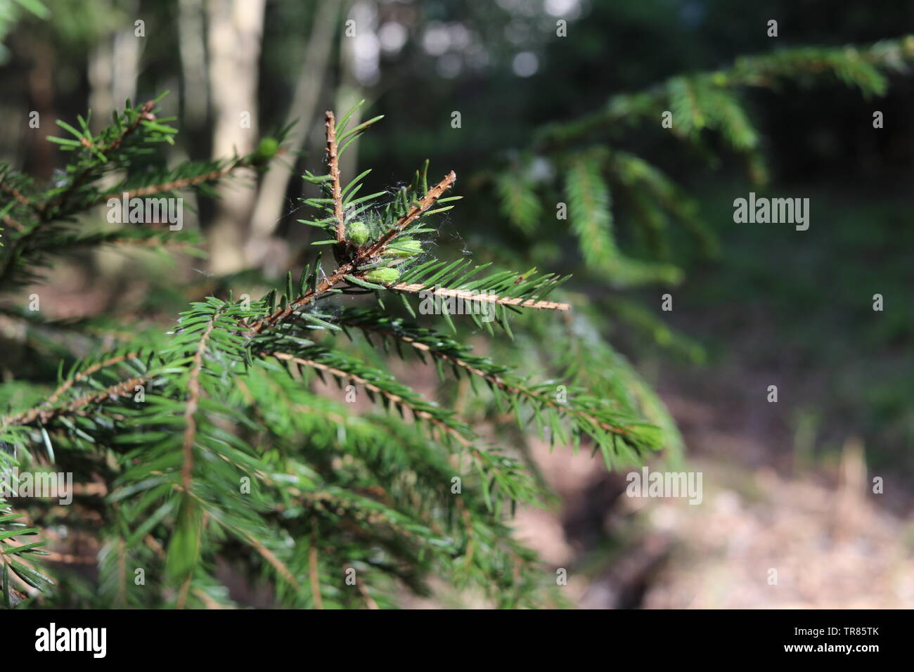A pine tree branch reaches up towards sunlight. Stock Photo