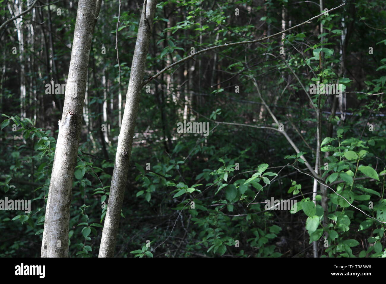 Two inclined tree trunks in a dense summer forest. Stock Photo