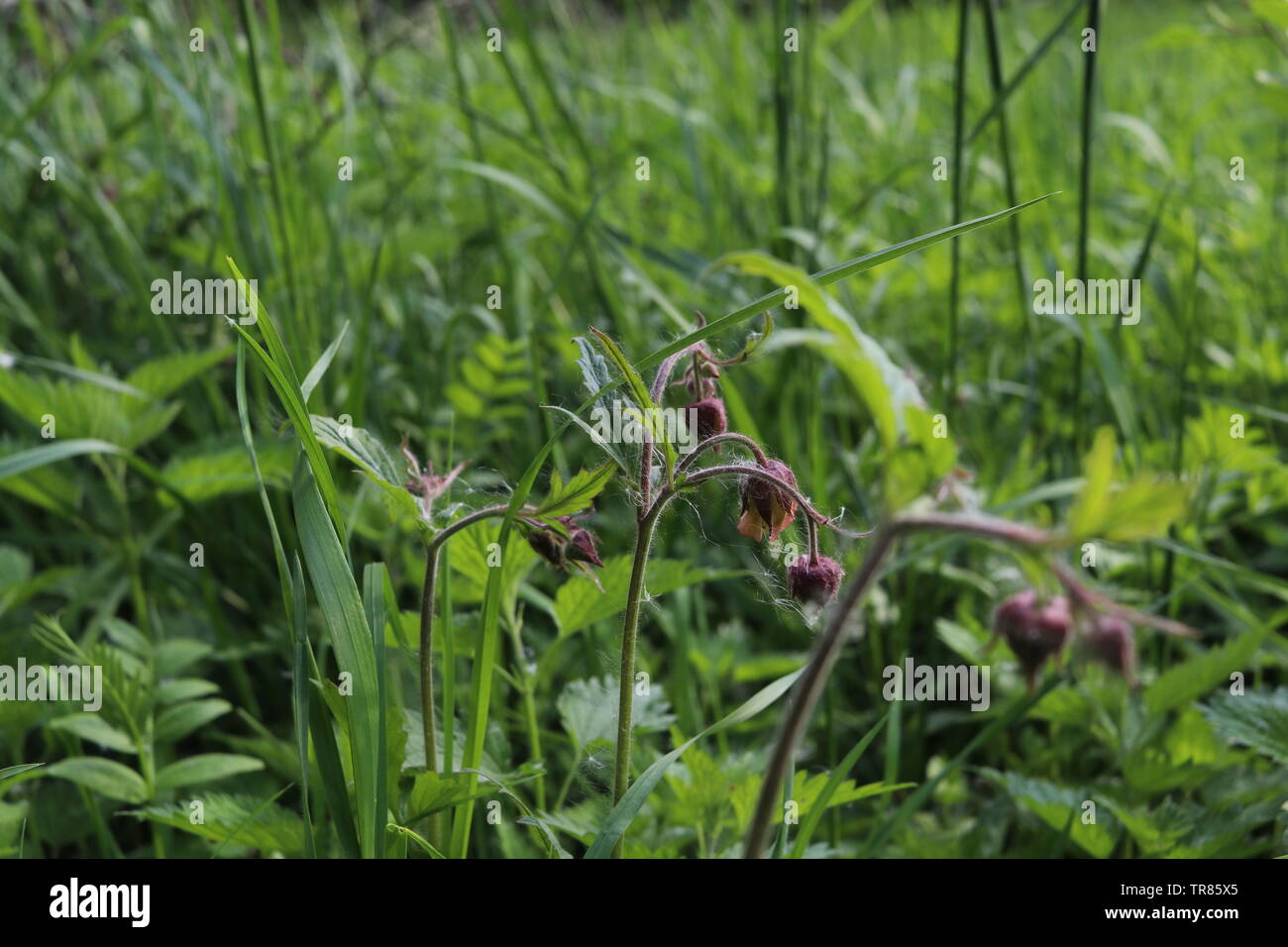Berry blossoms leaning down towards a grassy ground. Stock Photo