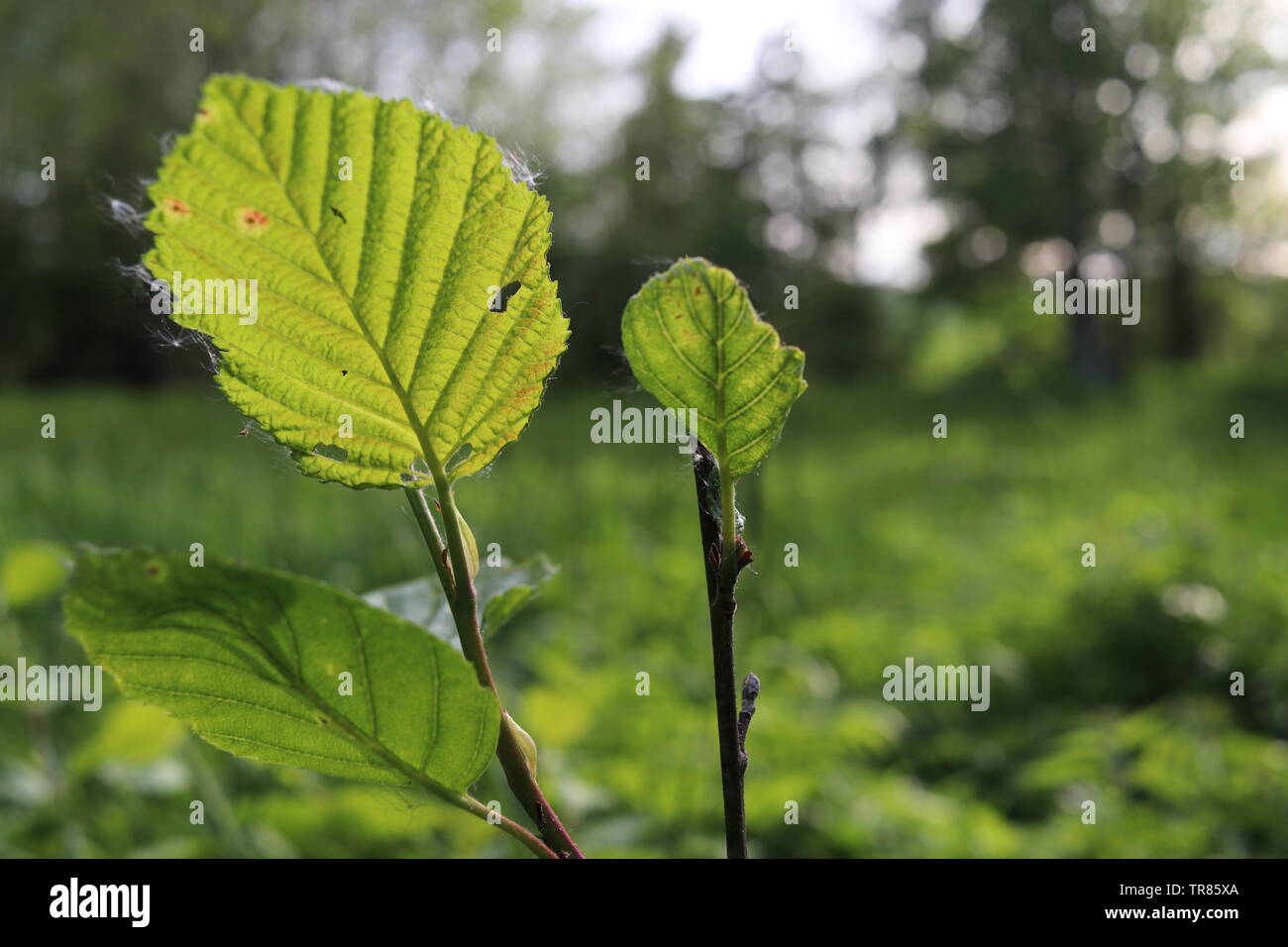 A close-up of a young tree branch reaching up. Stock Photo