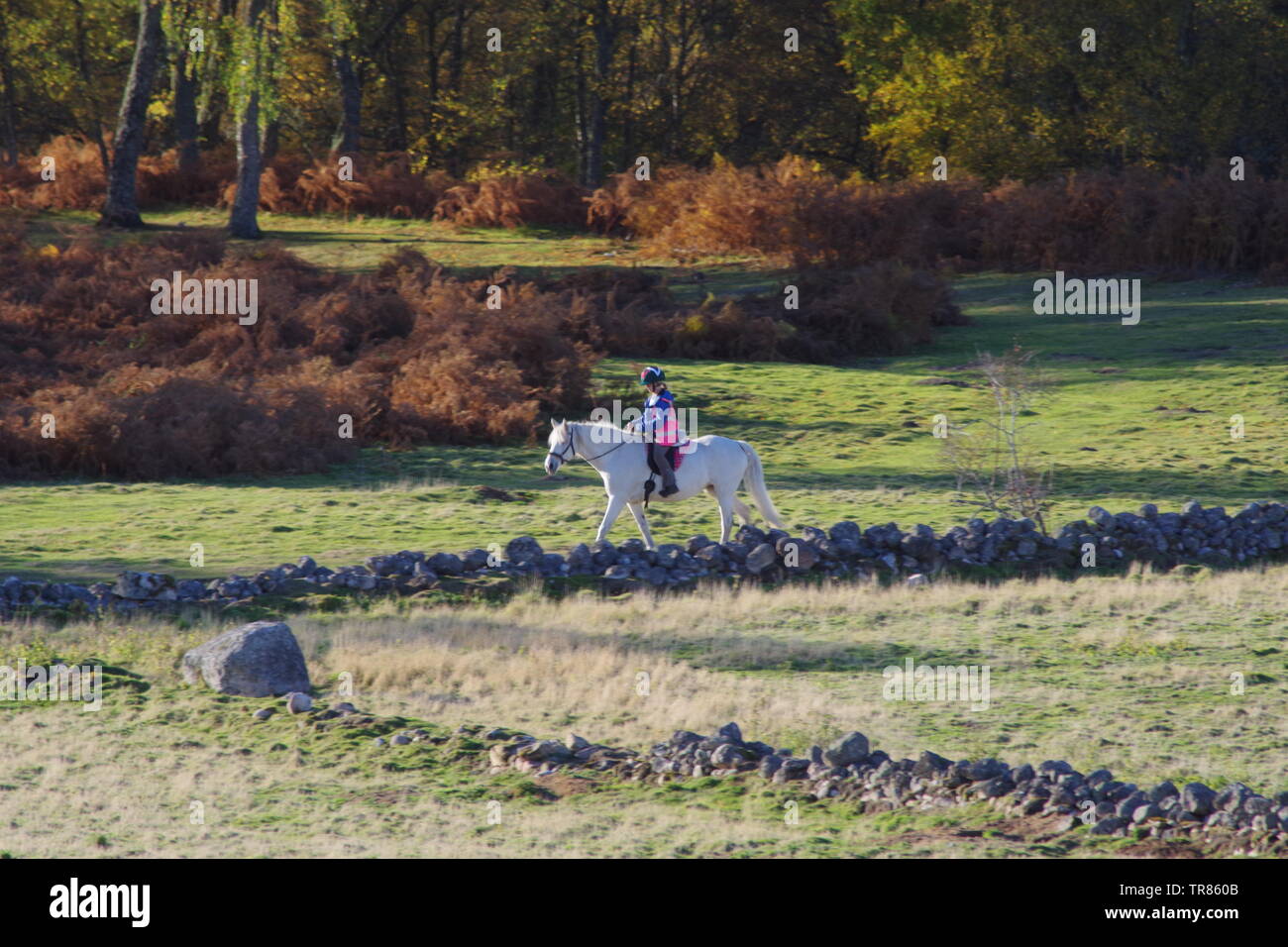 Horse Rider Riding a White Horse by Silver Birch Woodland on a Sunny  Autumn Day. Muir of Dinnet NNR, Cairngorms, Scotland, UK. Stock Photo