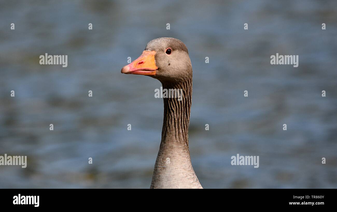 Grinning Greylag Goose on the lake Stock Photo