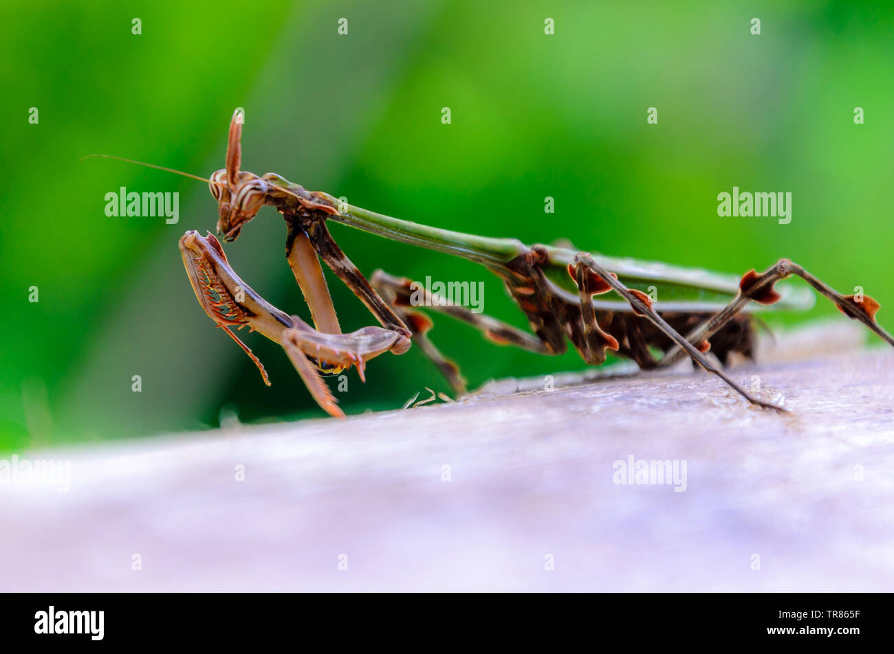 Natural born predators. Mantis in a natural environment. Selected Depth of Fieald. Stock Photo