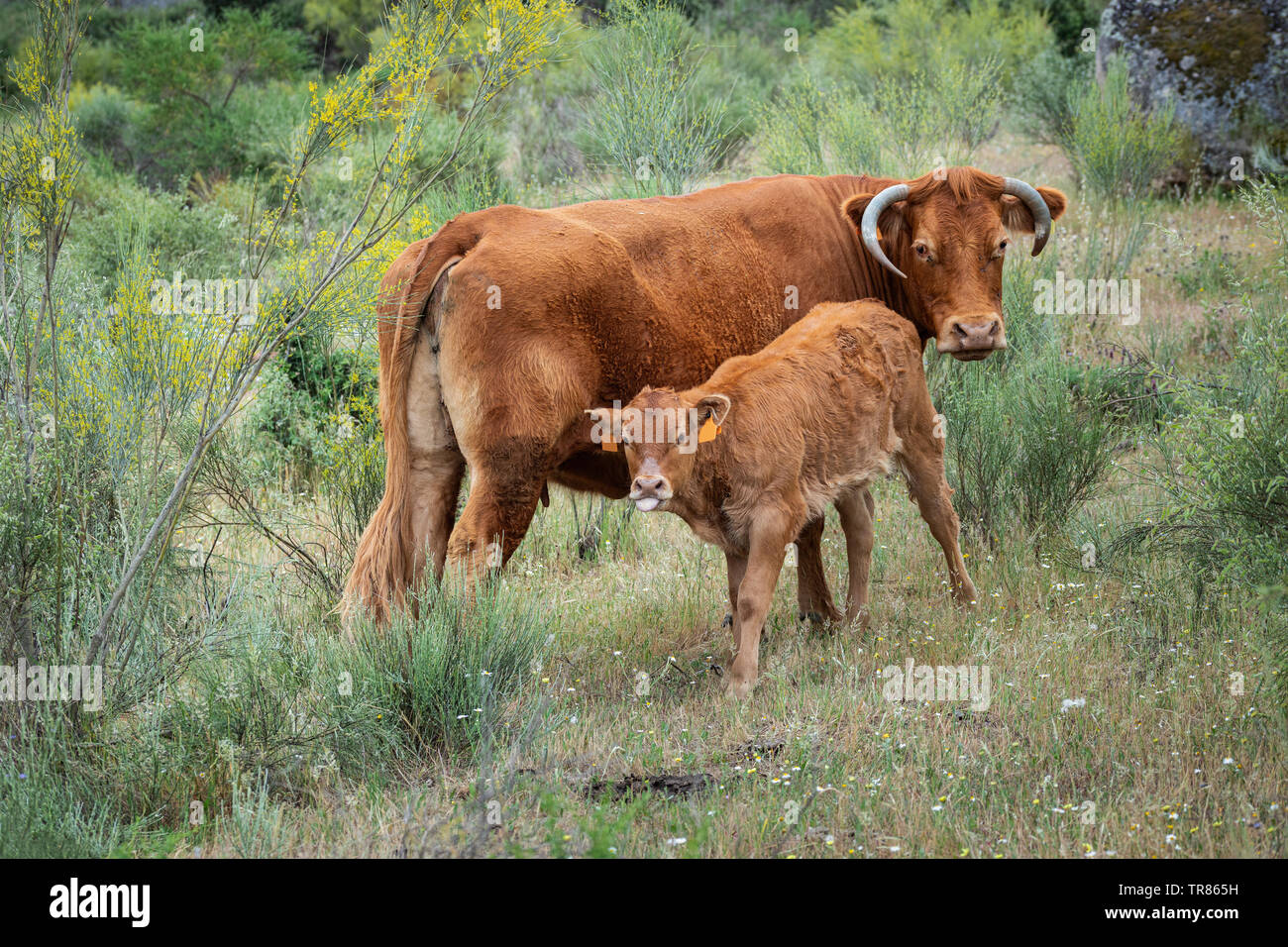Limousin calf grazing hi-res stock photography and images - Alamy