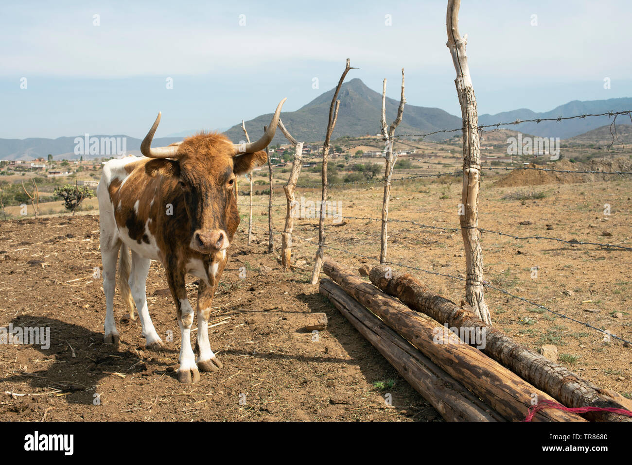 Cow in rural environment. Brahman Cattle livestock and animal husbandry at a family farm. Teotitlan del Valle, Oaxaca State, Mexico. May 2019 Stock Photo