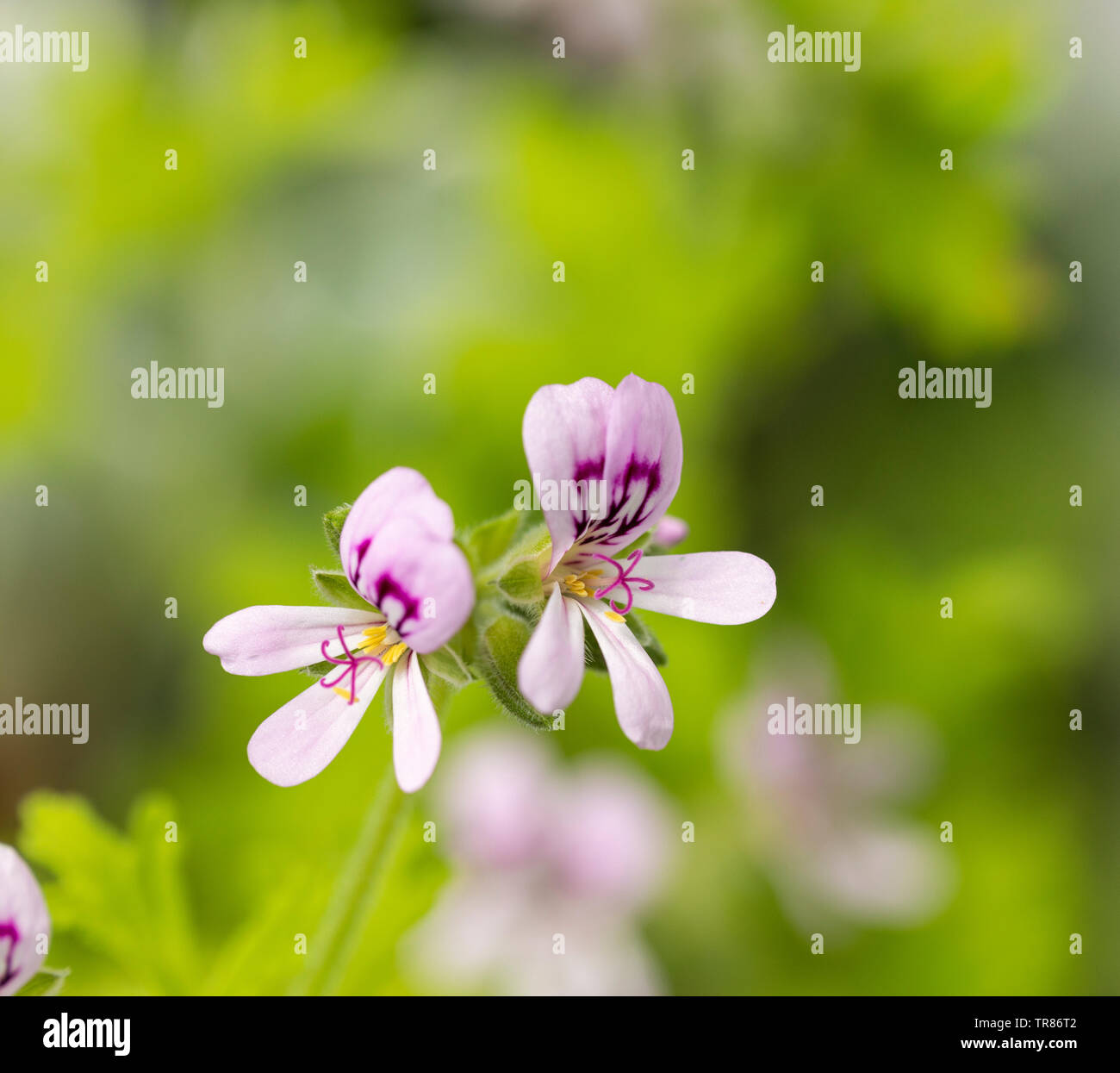 Lemon scented geranium hires stock photography and images Alamy