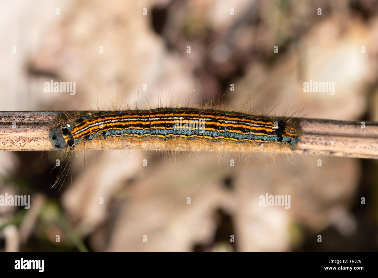 Lackey moth caterpillar (Malacosoma neustria larva) Stock Photo