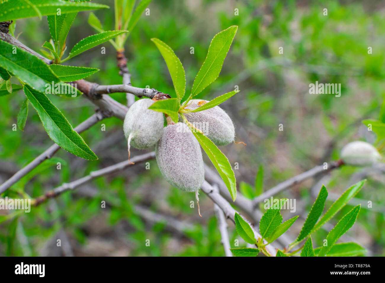 Almonds (prunus dulcis), with green shell, growing in the tree Stock Photo Alamy