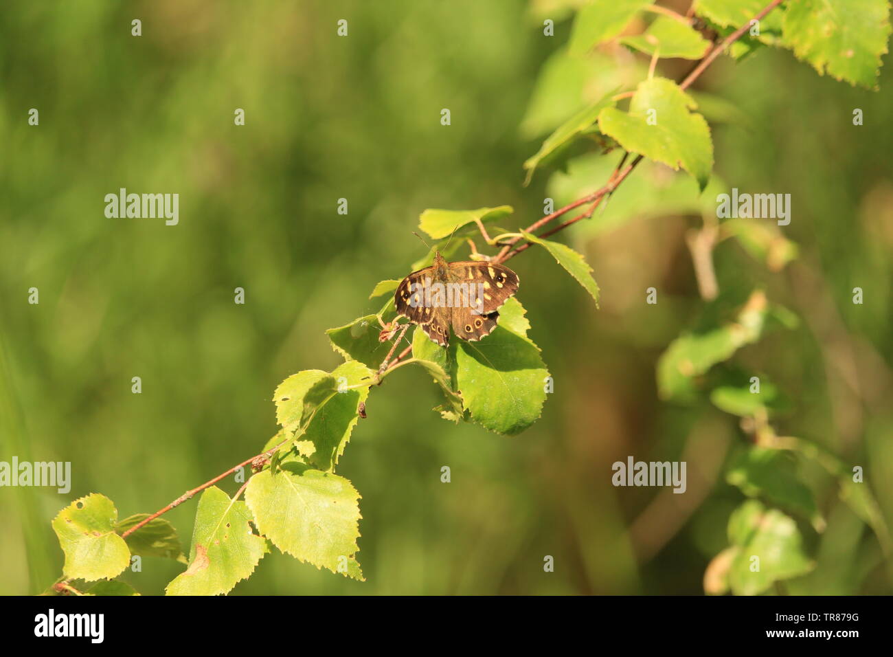 The Speckled Wood Butterfly (Pararge aegeria) has experienced a rise in distribution in contrast with the comparative decline in oth Stock Photo