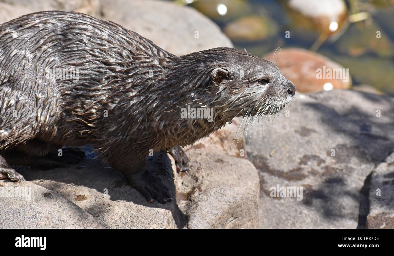Asian Short Claw Otter Stock Photo - Alamy
