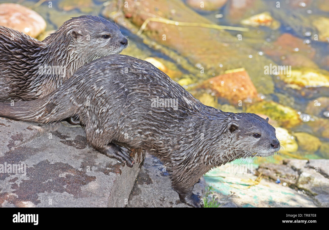Asian Short Claw Otter Stock Photo - Alamy