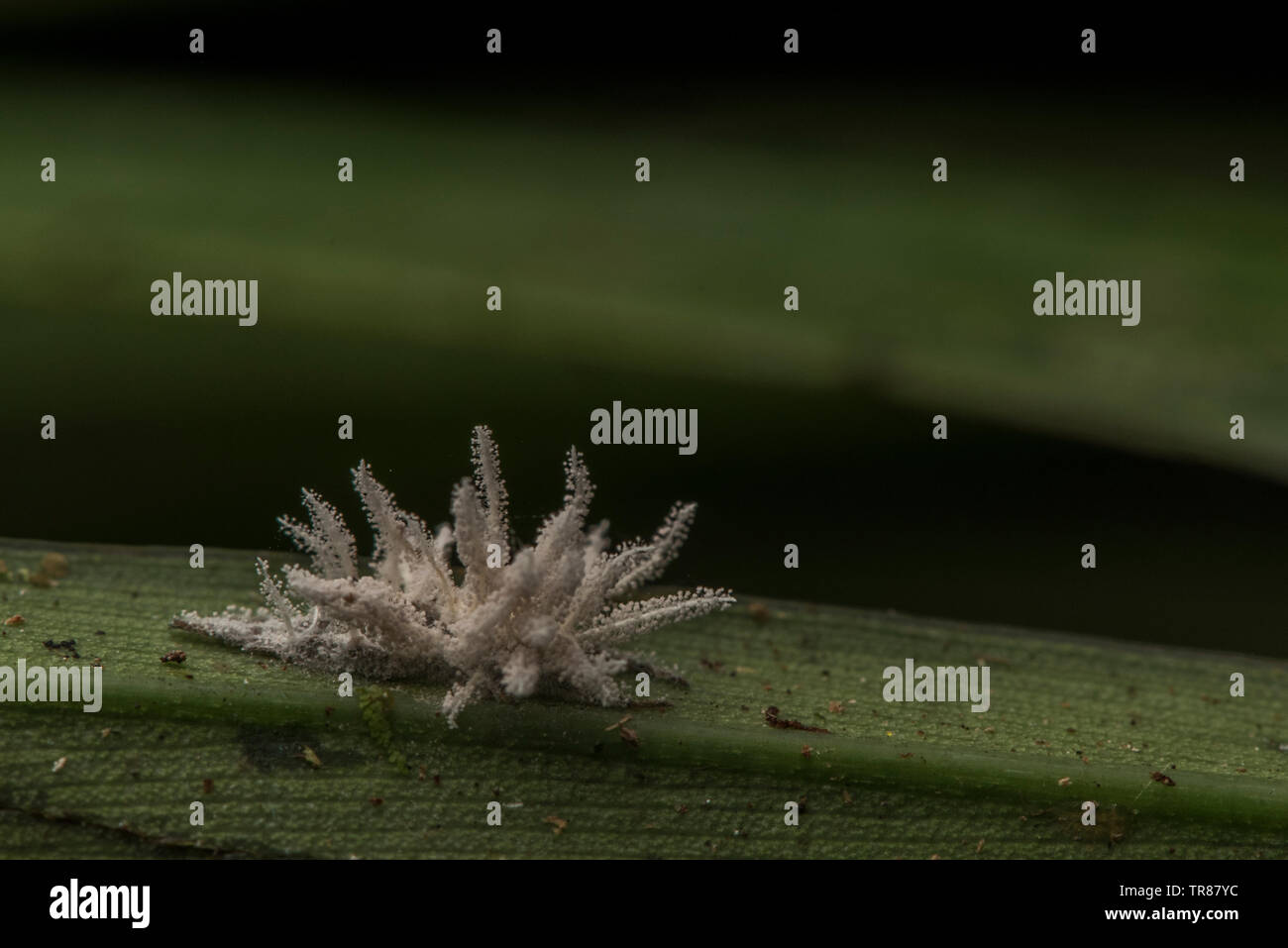 An insect killed by an entomopathogenic fungus which has taken over its body and killed it and is now releasing spores to reinfect new individuals. Stock Photo