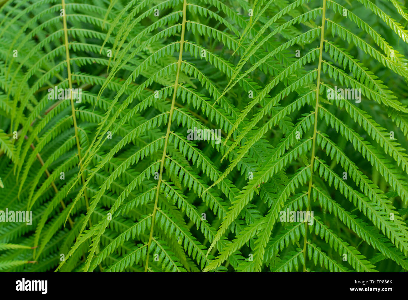 Mexican tree fern (Cibotium schiedei), close view, fern texture Stock Photo