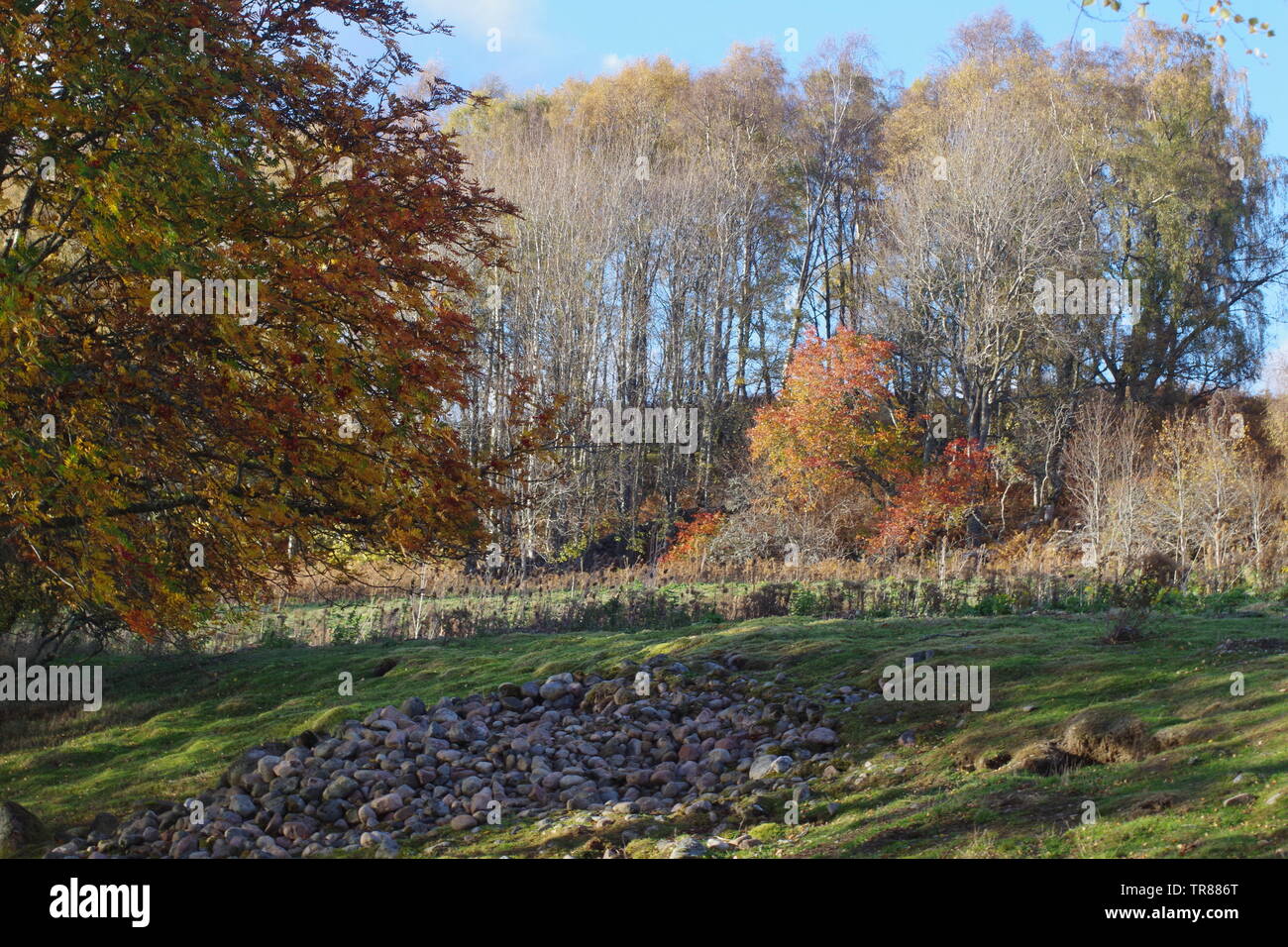 Autumn Woodland Landscape of Silver Birch (Betula pendula) and Rowan  (Sorbus aucuparia). Muir of Dinnet NNR, Cairngorms, Scotland, UK. Stock Photo