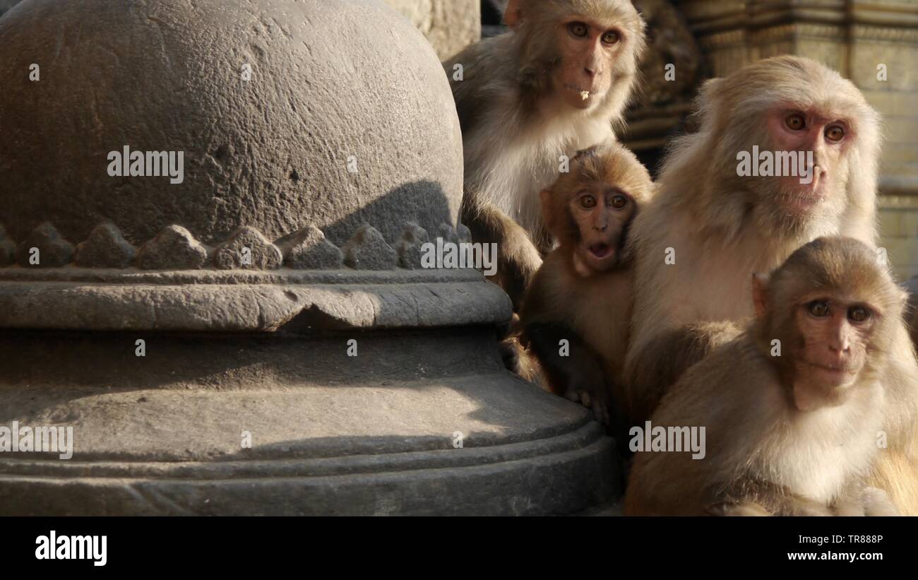 Surprised Monkey Family - Swayambunath Temple, Kathmandu, Nepal Stock Photo