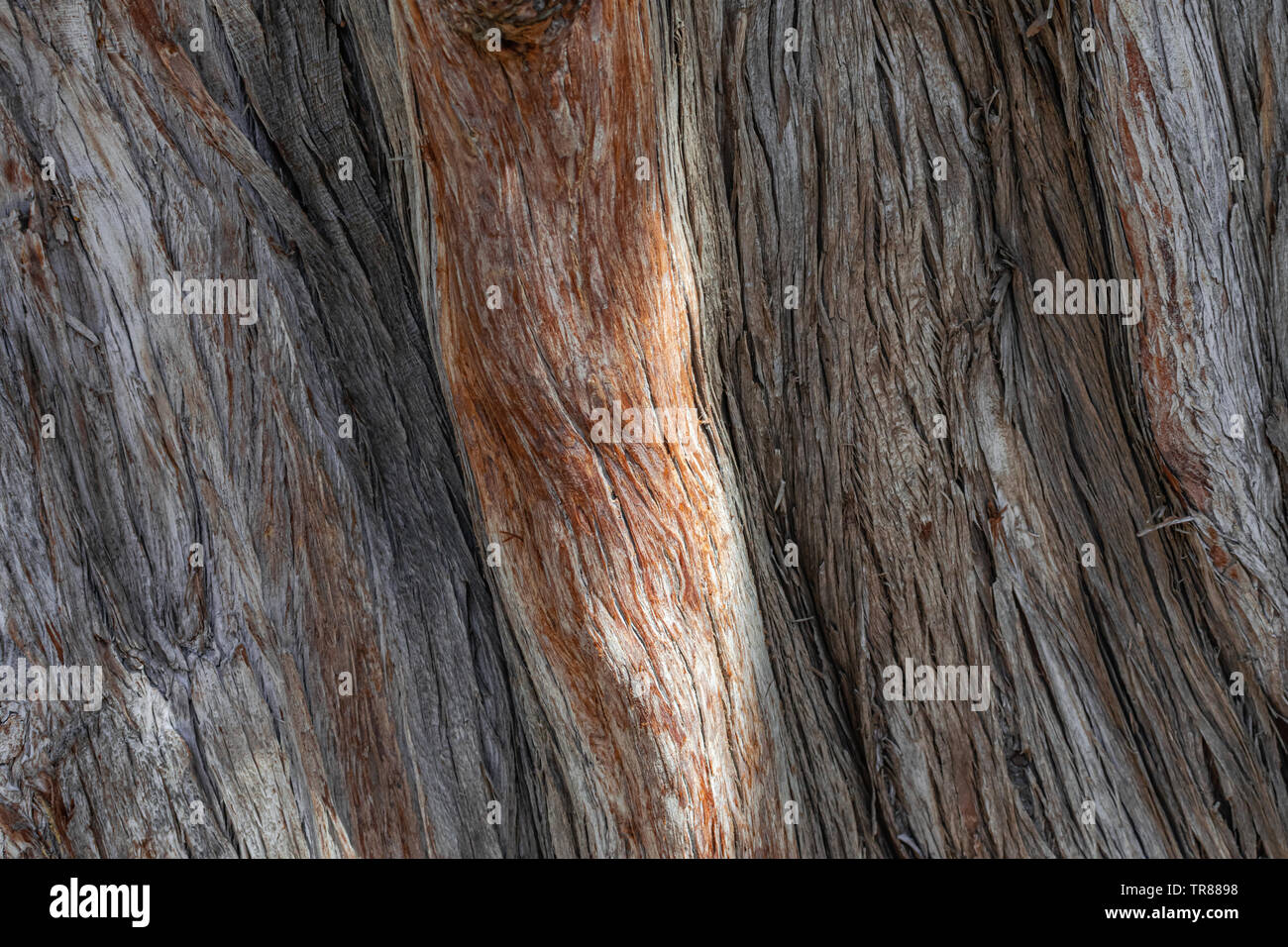 Mexican cypress (Cupressus benthamii), tree trunk texture, close view Stock Photo