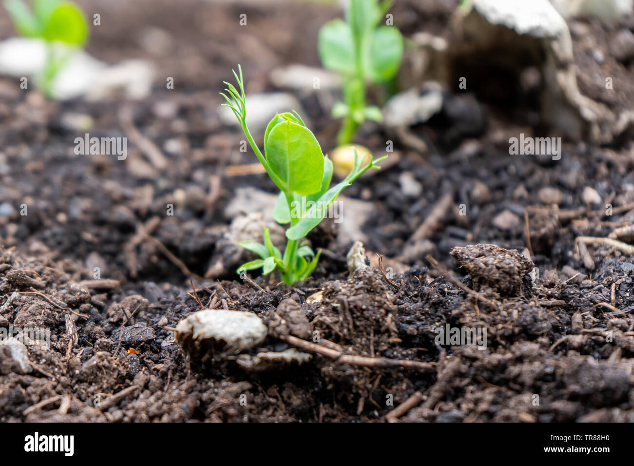 Close up of a pea shoot growing out of compost soil in a home garden, in springtime season. Used as a microgreen or grown for pods. Stock Photo