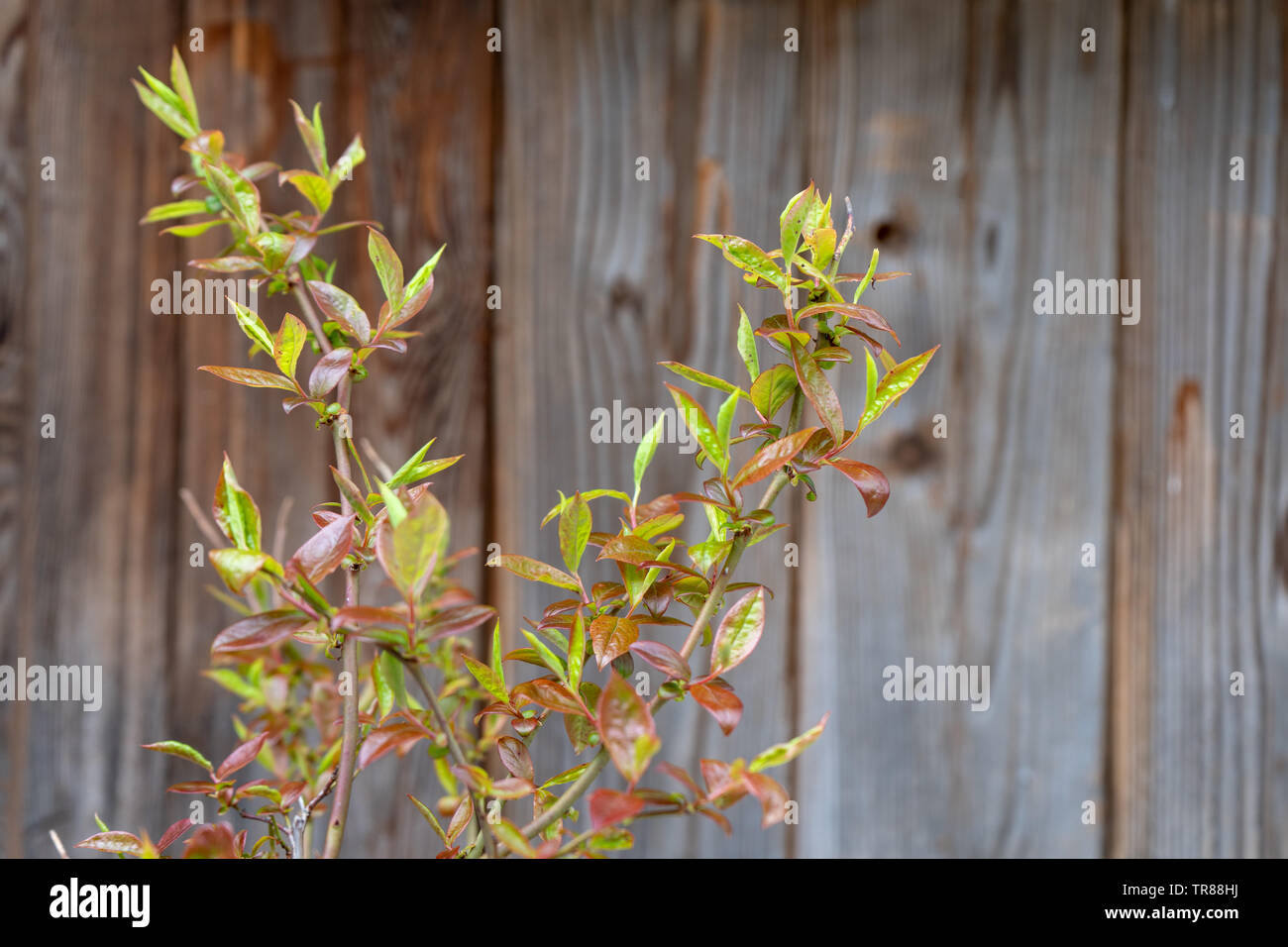 Blueberry plant stems showing leaves but no blueberries or fruit. Not