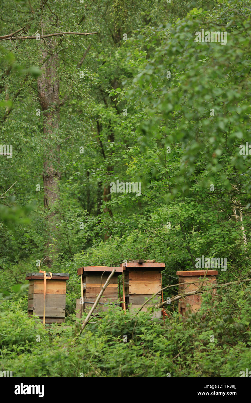Bee hives in an English wood Stock Photo Alamy