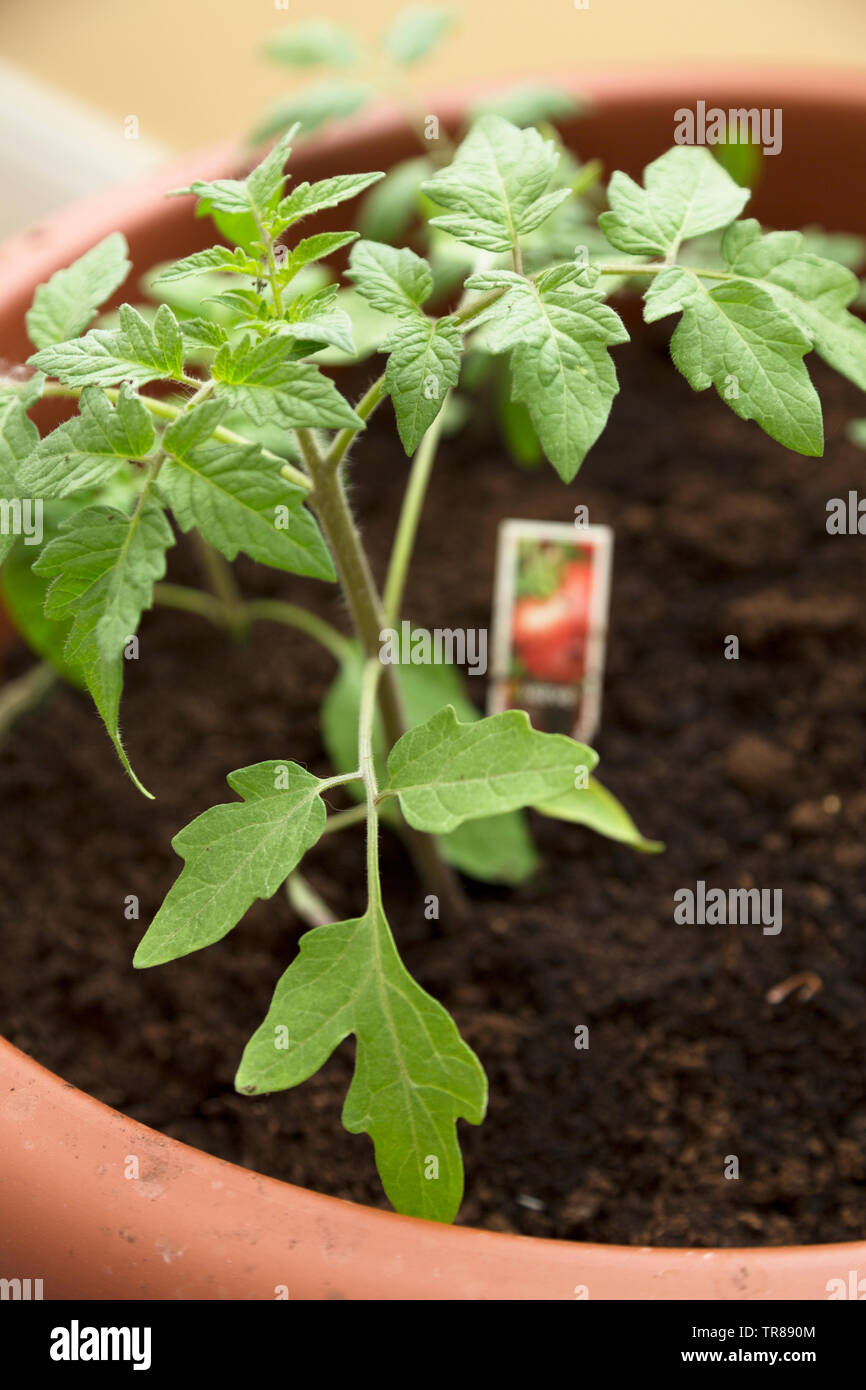 Young tomato plants growing in soil in a pot Stock Photo Alamy