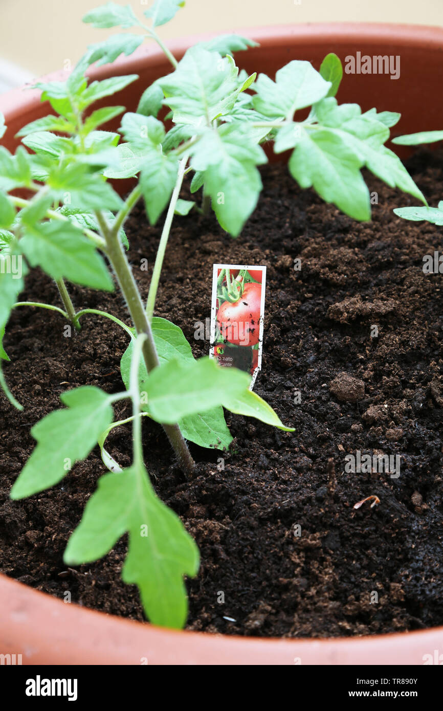 Young tomato plants growing in soil in a pot Stock Photo Alamy