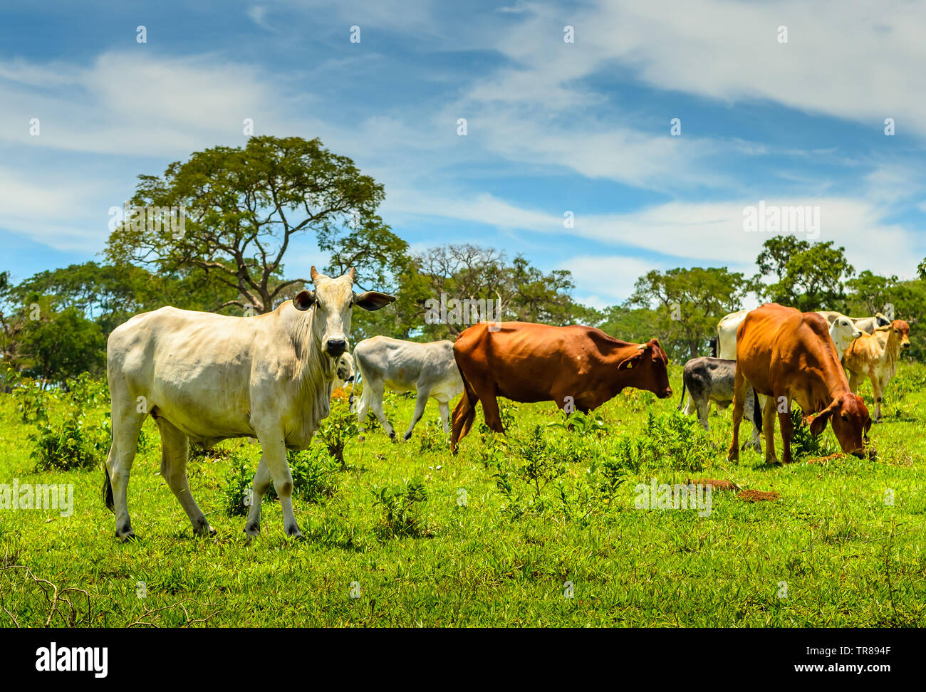 Countryside of Minas Gerais .  A Herd of cattle in a pasture in Brazil. Stock Photo