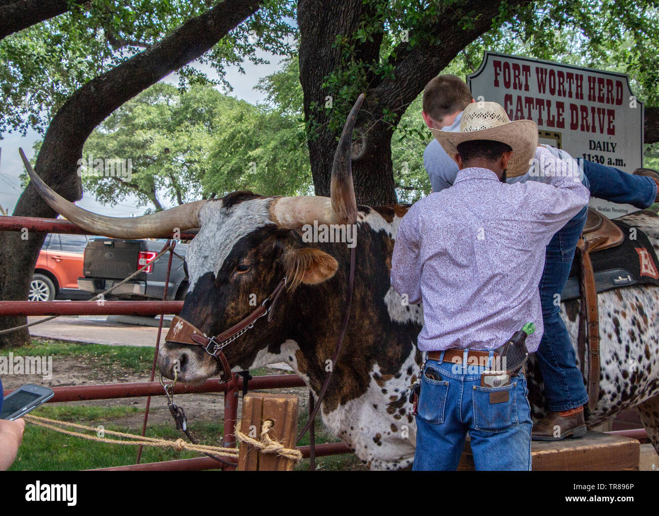 Fort Worth, Texas - MAY 24, 2019:  Stockyards Station long horn cattle for riding and pictures. Stock Photo