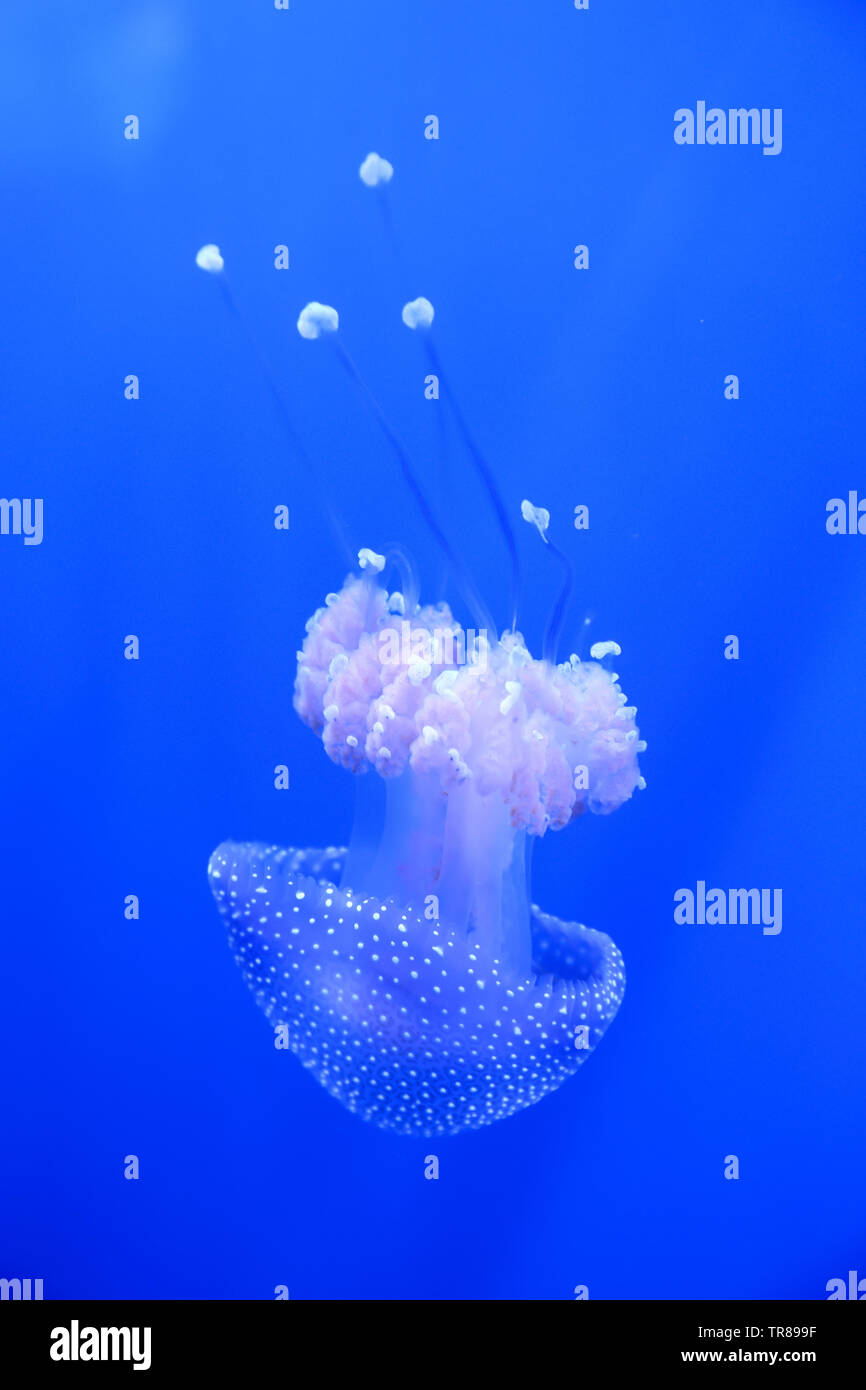 White-spotted jellyfish swimming around like a floating bell as it is