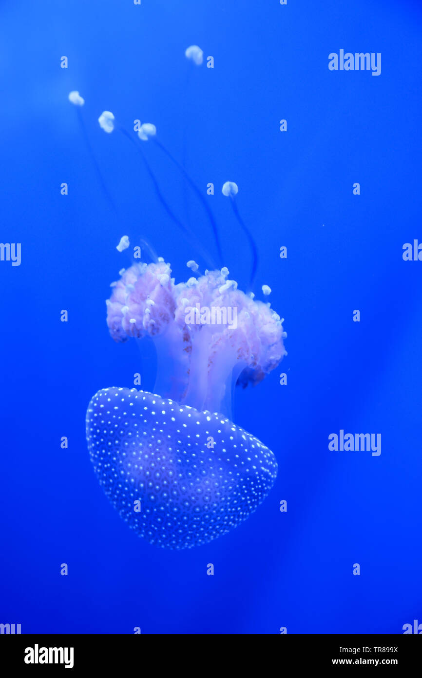 White-spotted jellyfish swimming around like a floating bell as it is ...