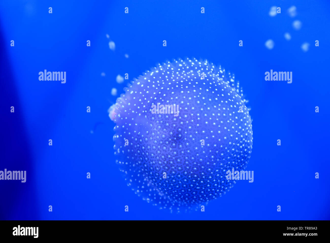 White-spotted jellyfish swimming around like a floating bell as it is ...