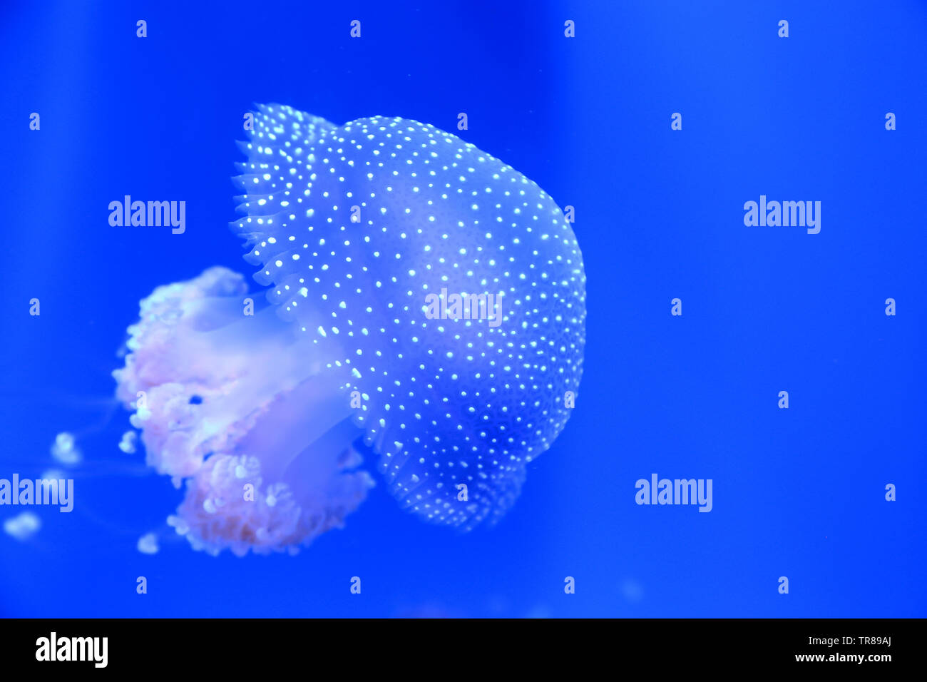 White-spotted jellyfish swimming around like a floating bell as it is also known as. Stock Photo